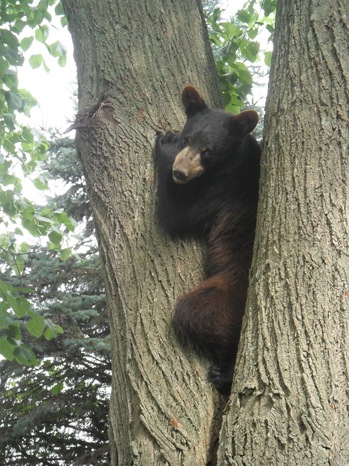 Bear in Tree.jpg